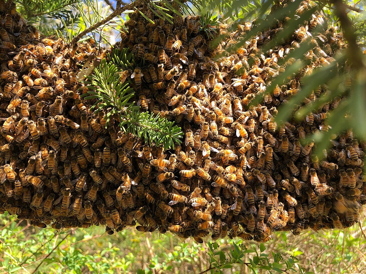 O que fazer se uma colmeia se instalar em casa - Manejo Seguro de Enxames