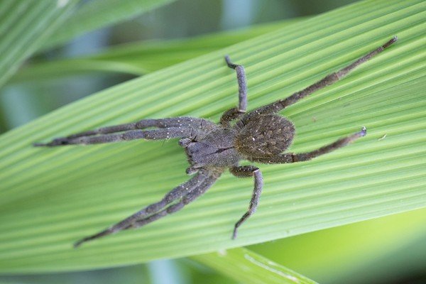 Qual é a Aranha mais Venenosa do Brasil?