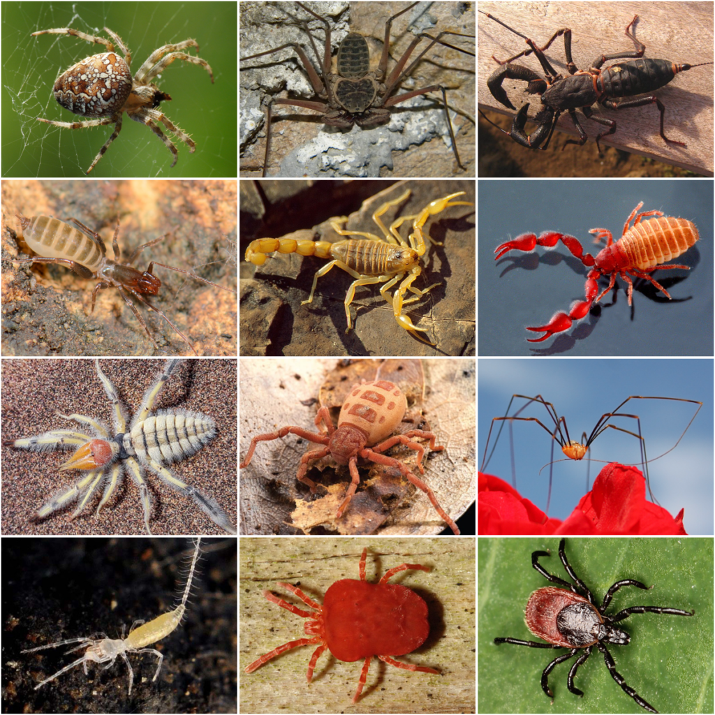 Espécies de Aranhas no Brasil