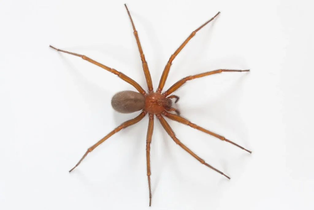 Existe Aranha Marrom em Araraquara?
