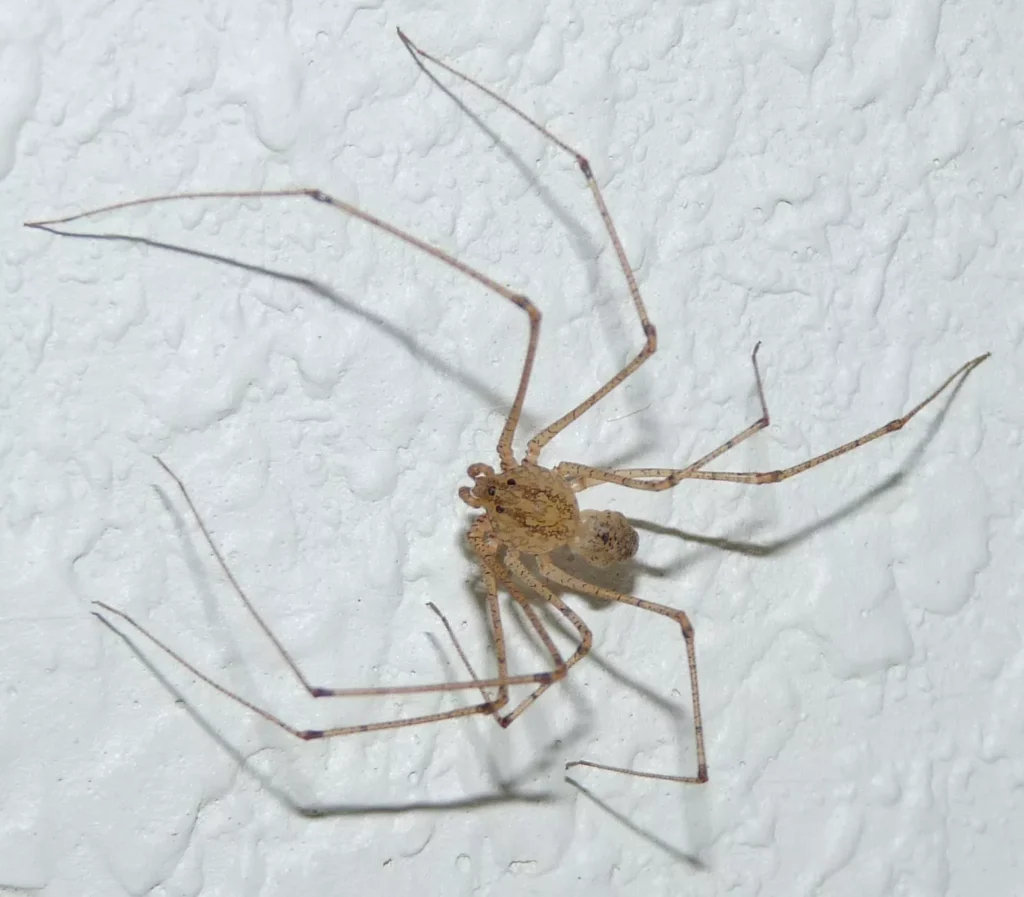 Quando fazer uma Dedetização de Aranhas em Araraquara?