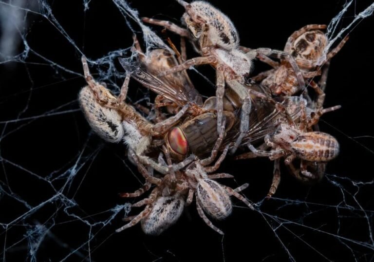 Como as Aranhas se Reproduzem em Araraquara?