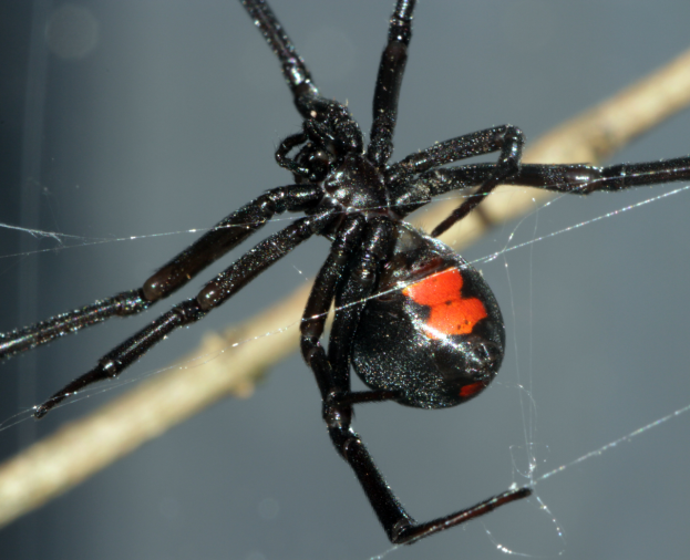 Aranha Viúva Negra é Perigosa?