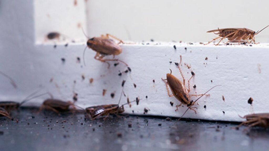 Como Saber se a Casa tem Infestação de Baratas?