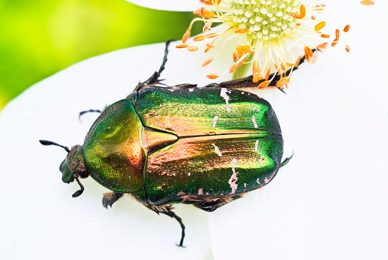 Quanto tempo um besouro vive - Adulto Alado Cetonia aurata em Macro