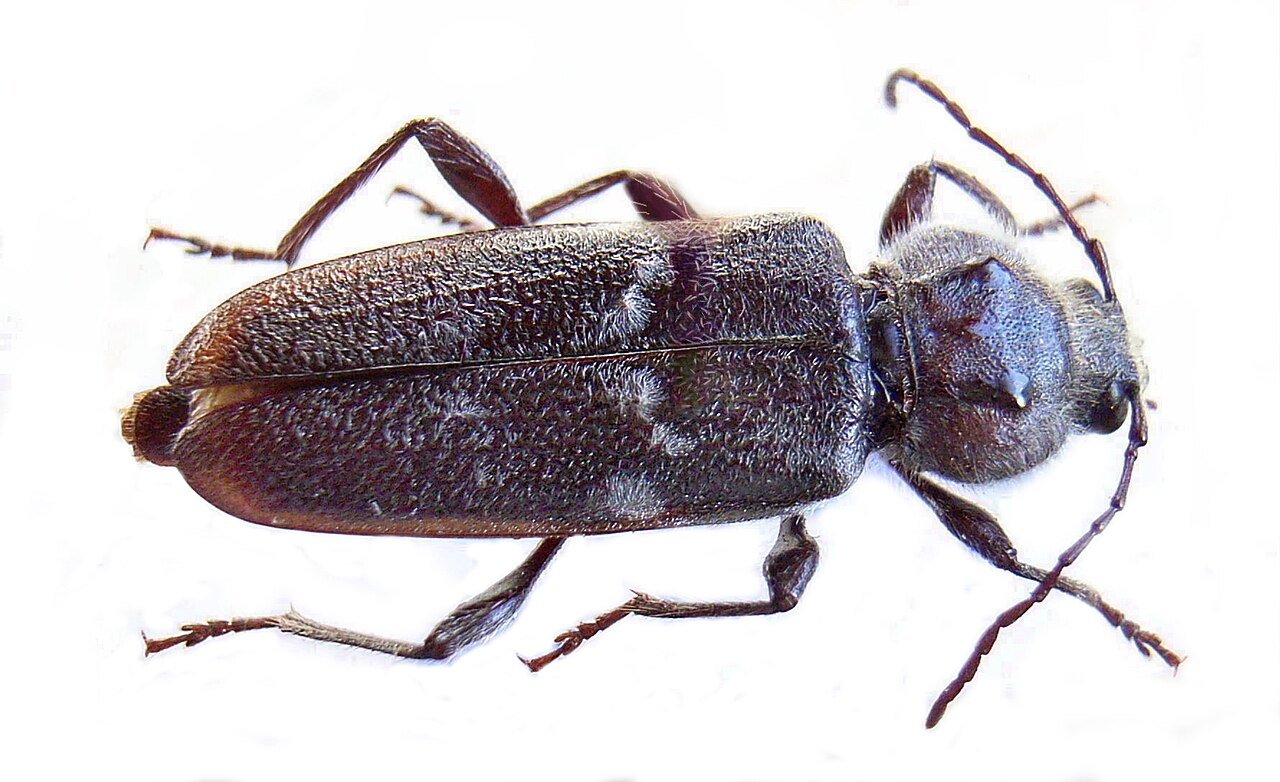 Espécies de Besouro da Madeira no Brasil - Família Cerambycidae