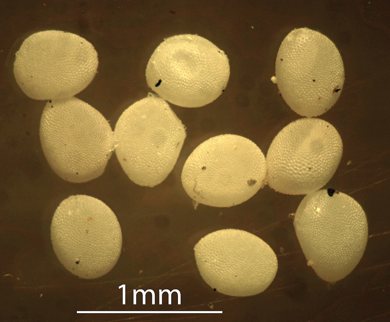 Reprodução das Brocas de Madeira - Ovos de Anobium punctatum em Frestas
