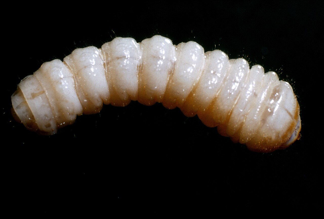 Quanto tempo vive a larva de broca de madeira - Larvas Xilófagas em Galerias