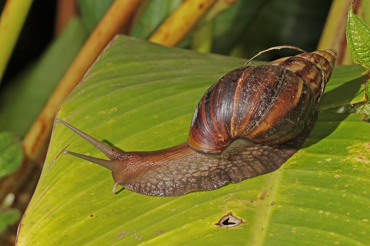 Caramujo Africano é Venenoso - Caramujo Gigante Achatina fulica