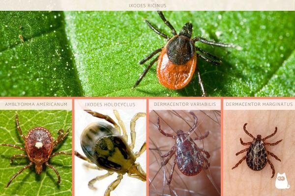 Tipos de Carrapatos no Brasil