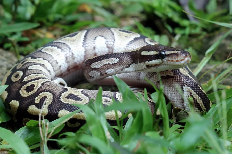 Como é Feito o Controle de Cobras em Araraquara?