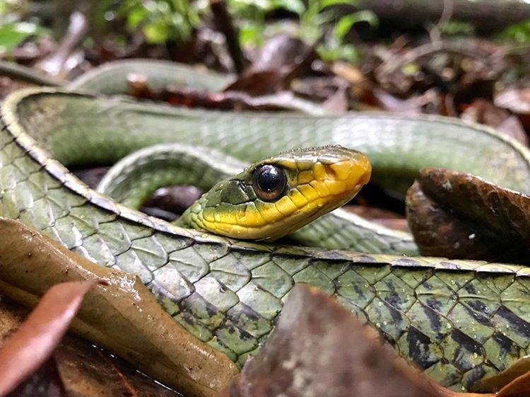 Espécies de Cobras Brasileiras