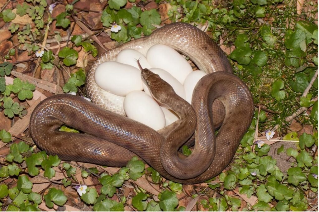 Ciclo de Reprodução das Cobras