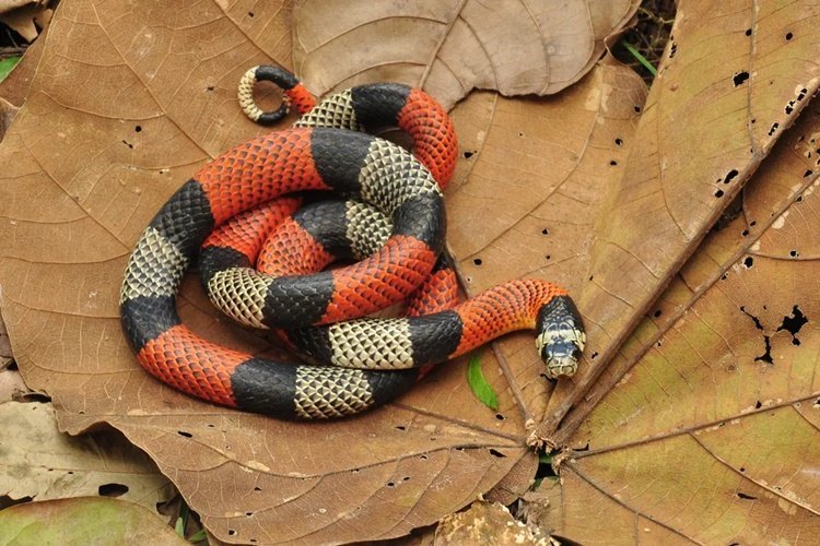 Cobras Mais Venenosas do Brasil