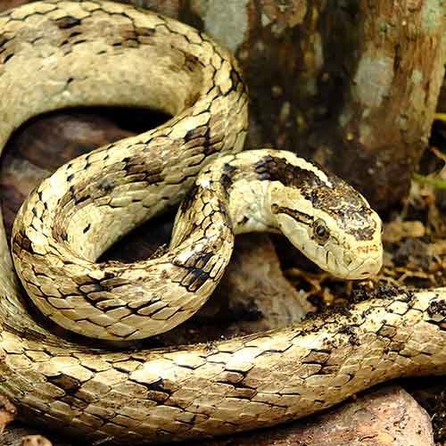 Tempo de Vida das Cobras