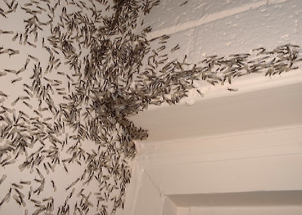 O que atrai cupim para dentro de casa?
