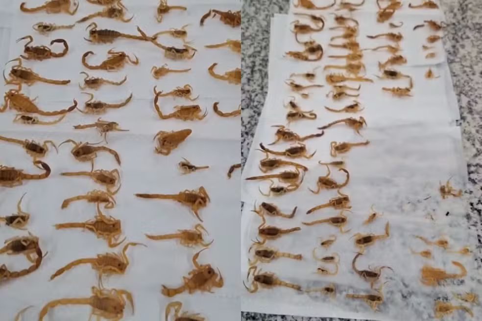 Dedetização para Escorpião Funciona em Araraquara?