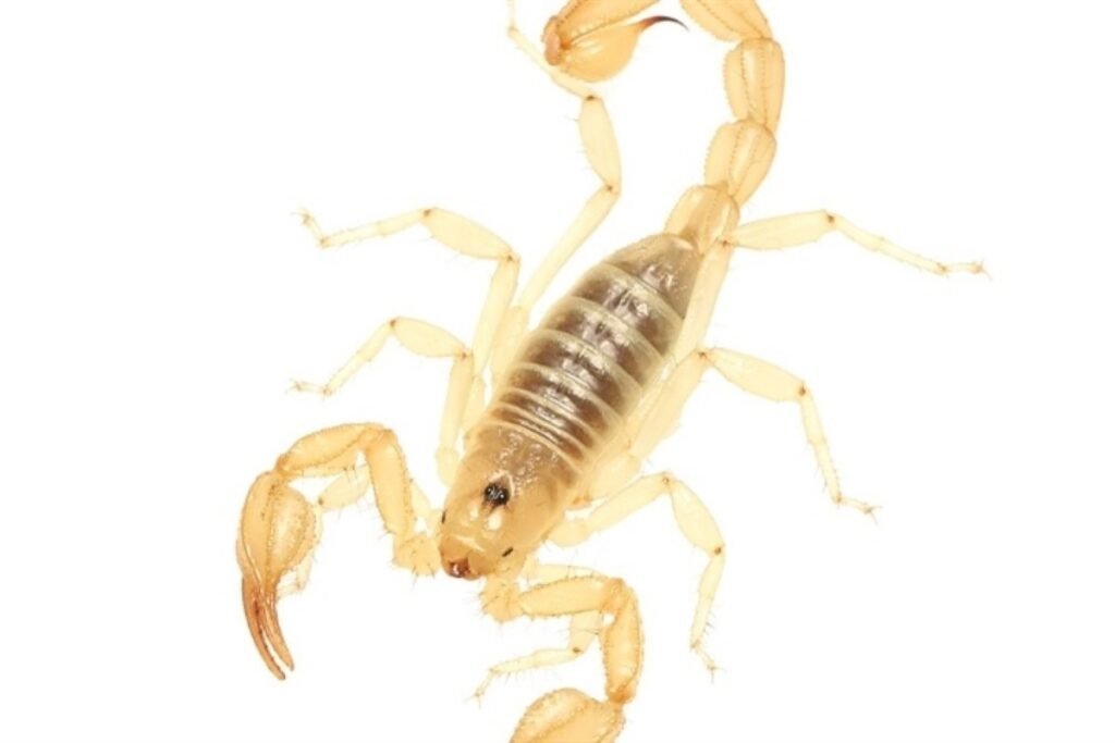 Escorpião Amarelo - O Mais Venenoso do Brasil