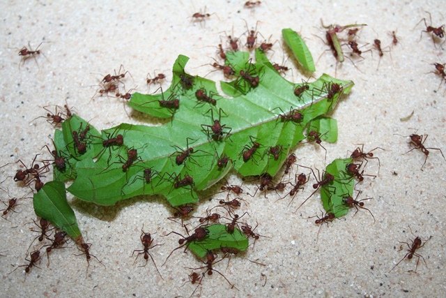 O que as Formigas Comem?