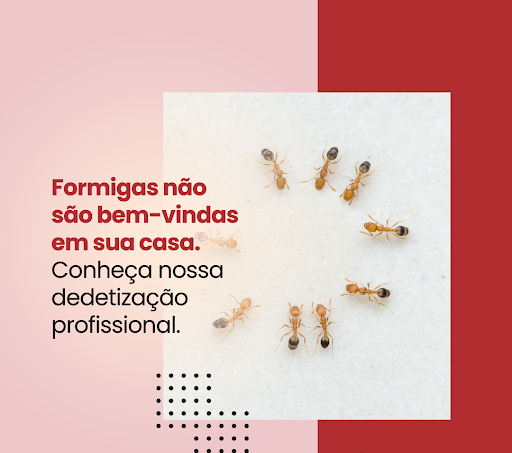 Qual o valor de uma Dedetização de Formigas em Araraquara?