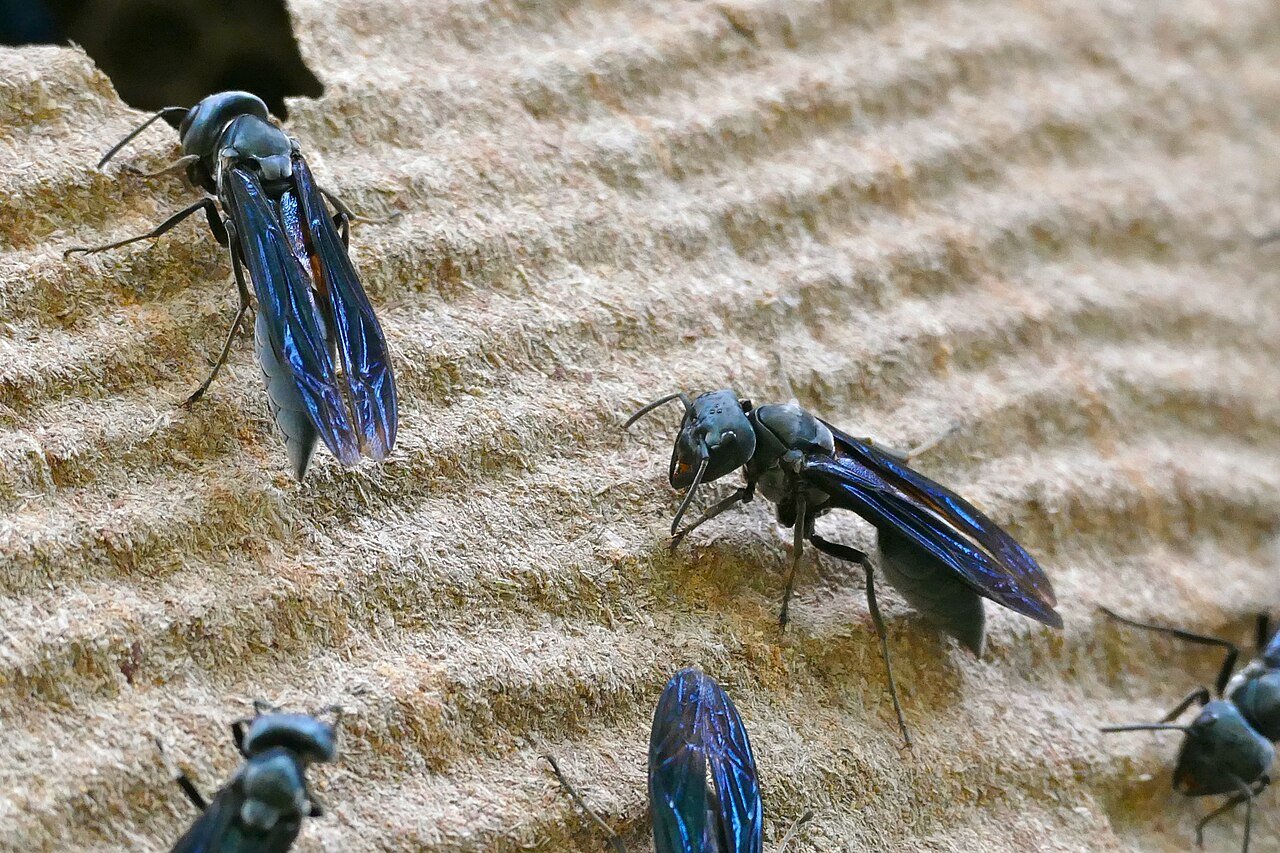 Qual o marimbondo mais perigoso - Marimbondo-Tatu Synoeca cyanea