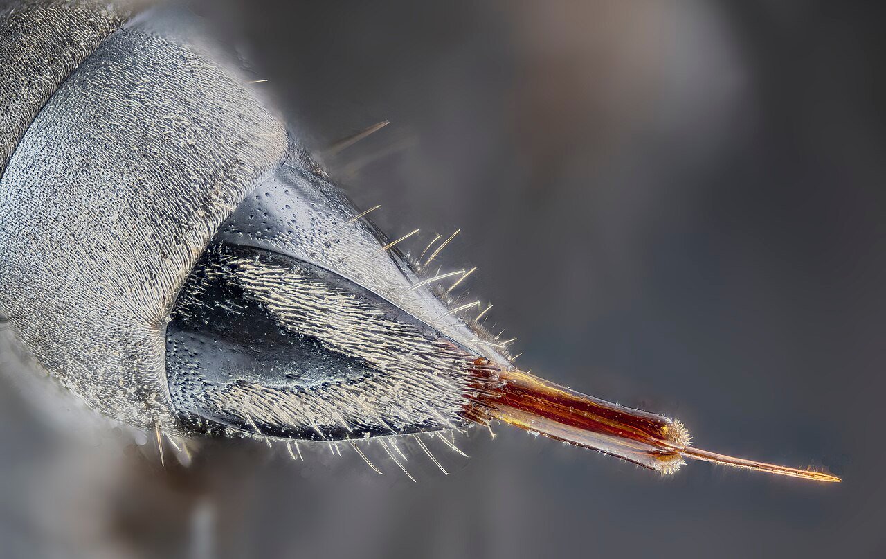 Picada de marimbondo pode matar - Ferrão Retrátil e Apitoxina