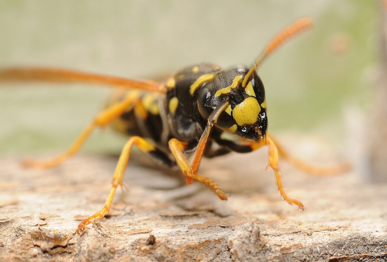 Quanto tempo vive um marimbondo - Adulto Polistes em Macro