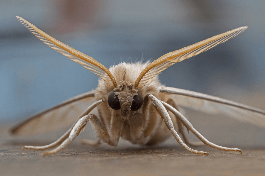 Mariposa Bruxa Pica ou Tem Veneno?