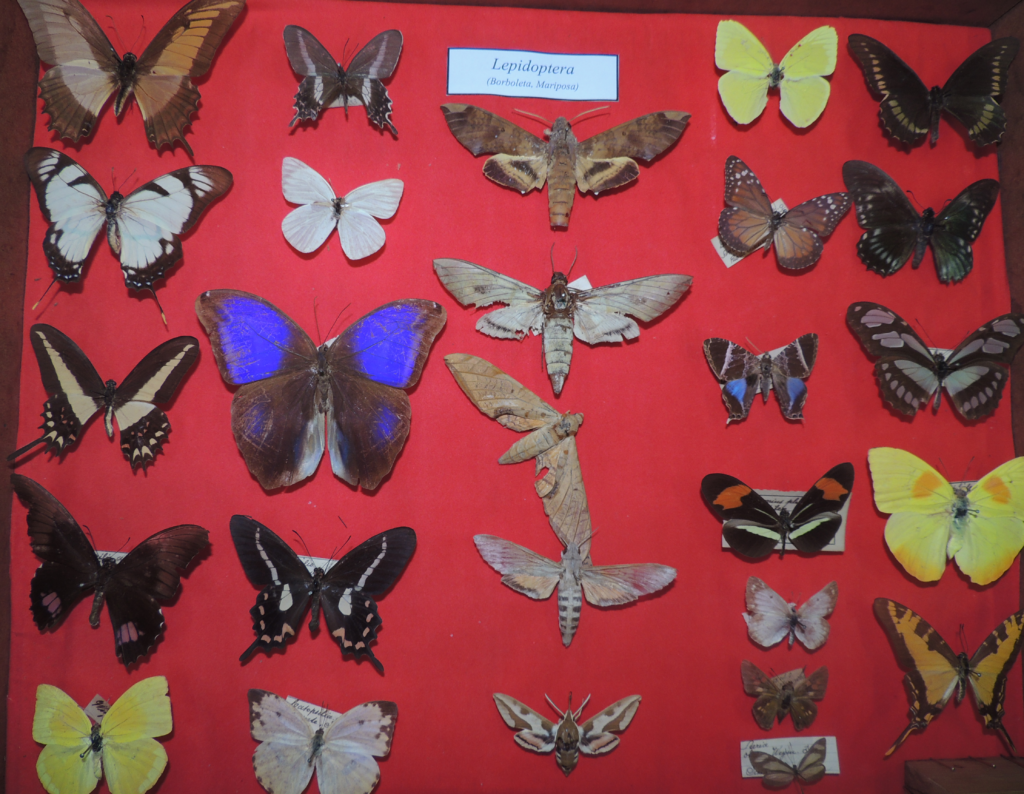 Espécies de Mariposas no Brasil
