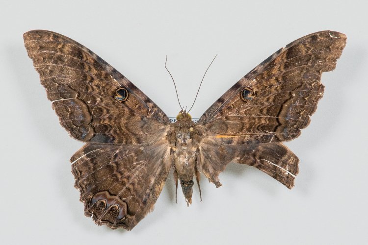 Mariposas são perigosas?