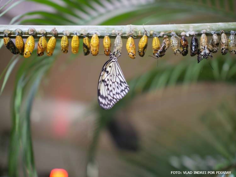 Ciclo de Reprodução das Mariposas