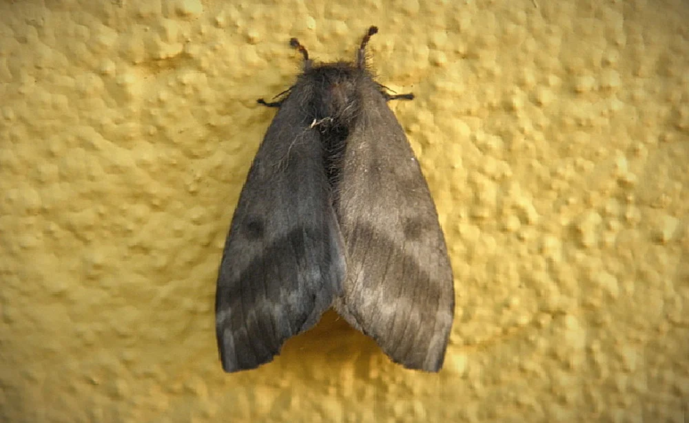 Tempo de Vida da Mariposa