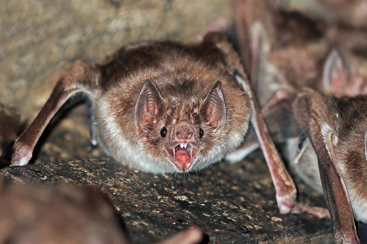 Morcego-Vampiro-Comum Desmodus rotundus Transmissor da Raiva