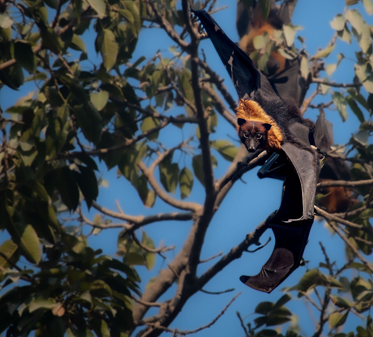 Proteção de Morcegos Silvestres e Proibição de Venenos pela Legislação Ambiental