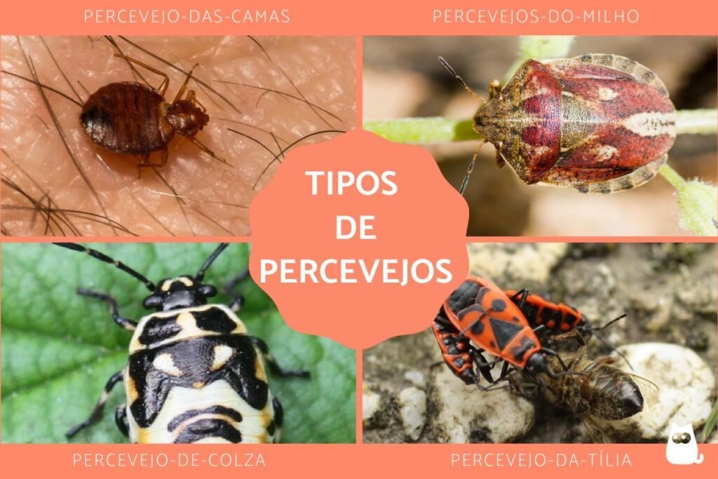 Tipos de Percevejos em Araraquara