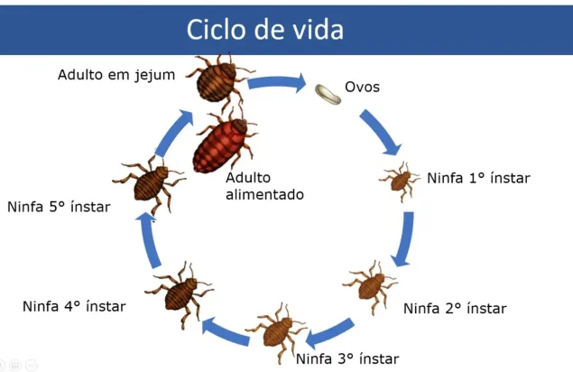 Quanto Tempo Vive um Percevejo de cama?