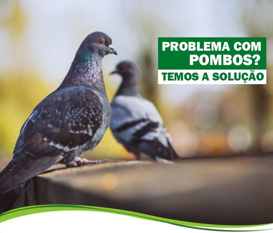 Qual o Valor de um Trabalho de Controle de Pombos em Araraquara?