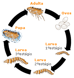 Ciclo de Reprodução das Pulgas
