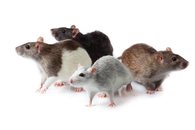 Tipos de Ratos no Brasil