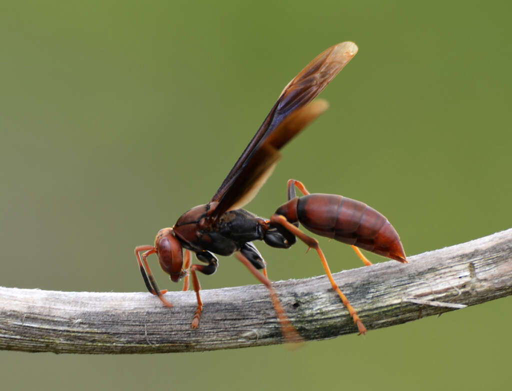 dedetizacao marimbondos araraquara